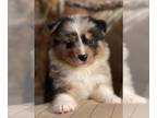 Australian Shepherd PUPPY FOR SALE ADN-573511 - Australian shepherd puppy