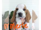 Basset Hound PUPPY FOR SALE ADN-571988 - AKC Basset hound puppies