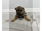Alaskan Husky-American Pit Bull Terrier Mix PUPPY FOR SALE ADN-573462 - Cute