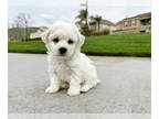 Bichon Frise PUPPY FOR SALE ADN-573488 - PURE Breed Bichon Frise Puppies for