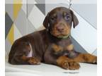 Doberman Pinscher PUPPY FOR SALE ADN-573382 - Beautiful Doberman Puppies Euro