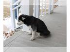 Siberian Husky PUPPY FOR SALE ADN-573226 - Rufus