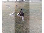 Siberian Husky PUPPY FOR SALE ADN-573230 - Shilohs litter