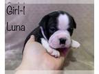 Boston Terrier PUPPY FOR SALE ADN-573487 - Winnies Puppies