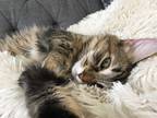 Adopt Destiny a Brown Tabby Domestic Mediumhair / Mixed (medium coat) cat in Egg
