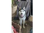 Adopt Nitro a Gray/Silver/Salt & Pepper - with White Husky / Mixed dog in Johns
