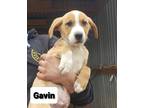 Adopt Gavin a Red/Golden/Orange/Chestnut - with White Border Collie / Mixed dog