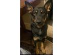 Adopt Yogi a Black German Shepherd Dog / Rottweiler / Mixed dog in Stockton