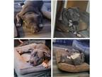 Adopt King Grady a Gray/Blue/Silver/Salt & Pepper American Pit Bull Terrier /