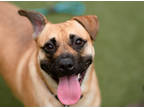 Adopt Hawkeye a Tan/Yellow/Fawn Black Mouth Cur / Mixed dog in West Chester