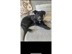 Adopt Ace a Black - with White German Shepherd Dog / Labrador Retriever / Mixed