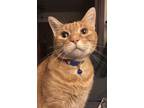 Adopt Swingy a Orange or Red American Shorthair / Mixed cat in Saltsburg
