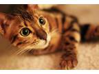 Adopt Rajah a Tan or Fawn Tabby Bengal / Mixed (short coat) cat in Palm Bay
