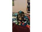 Adopt NuNu a Calico or Dilute Calico American Bobtail / Mixed (short coat) cat