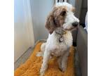 Adopt Bailey a White - with Brown or Chocolate Goldendoodle / Mixed dog in