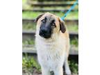 Adopt Benji a German Shepherd Dog / Anatolian Shepherd / Mixed dog in Monterey