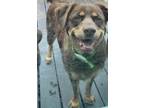 Adopt Murphy a Brown/Chocolate Rottweiler / Labrador Retriever / Mixed dog in
