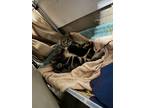 Adopt Puma a Brown Tabby Domestic Shorthair / Mixed (short coat) cat in Elmont