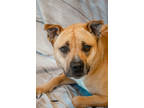 Adopt Darla a Brown/Chocolate Boxer / Mixed dog in Dothan, AL (32998967)