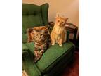 Adopt Scout & Kimchi a Orange or Red American Shorthair / Mixed cat in Columbia