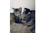 Adopt Meiah and Nylah a Gray or Blue Domestic Shorthair / Mixed (short coat) cat