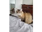 Adopt Katnis a Tan or Fawn Tabby Domestic Mediumhair / Mixed (medium coat) cat