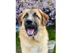 Adopt Scar a German Shepherd Dog / Anatolian Shepherd / Mixed dog in Monterey