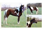 Spotted Saddle Horse Gaited Trail - Available on [url removed]