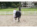 Accurate & Well Deserved Jumping 7 yrs old Friesian Gelding Bombproof