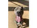 Adopt Burger a Pit Bull Terrier / Mixed dog in Lincoln, NE (37616464)