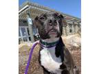 Adopt Peep a Pit Bull Terrier / Boxer / Mixed dog in Lincoln, NE (37616463)