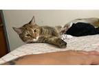 Adopt Little&Silly a Brown Tabby Domestic Shorthair / Mixed (short coat) cat in