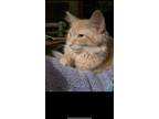 Adopt Lucy a Orange or Red Tabby Domestic Longhair / Mixed (long coat) cat in