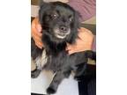 Adopt Bruno a Black - with White Pomeranian / Mixed dog in Portland
