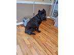Adopt Diesel Lizman a Brindle Cane Corso / Mixed dog in Rockaway, NJ (37614745)
