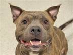 Adopt CAESAR a Brown/Chocolate Pit Bull Terrier / Mixed dog in Denver