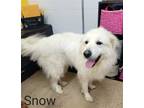 Adopt Snow a Great Pyrenees / Mixed dog in York, SC (37616254)