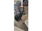 Adopt Harry a Black Labrador Retriever / American Pit Bull Terrier dog in
