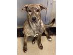 Adopt Sycamore a Brindle American Pit Bull Terrier / Mixed dog in Newport News