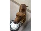 Adopt 52270880 a Brown/Chocolate Retriever (Unknown Type) / Mixed dog in Shelby