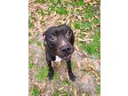 Adopt Haze a Pit Bull Terrier / Mixed dog in Portsmouth, VA (37615979)