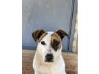 Adopt Buddy a White - with Tan, Yellow or Fawn Jack Russell Terrier / Mixed dog