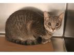 Adopt 79674 Willey a Gray or Blue Domestic Shorthair / Domestic Shorthair /