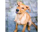 Adopt Olde English Puppy: Fern a Tan/Yellow/Fawn Labrador Retriever / Mixed dog