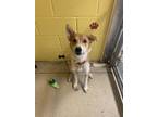 Adopt Buzz Lightyear a Tan/Yellow/Fawn - with White Australian Cattle Dog /