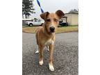 Adopt Scout Louisiana a Labrador Retriever / Mixed dog in Rockaway