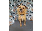 Adopt Barney a Tan/Yellow/Fawn Terrier (Unknown Type, Small) / Mixed dog in