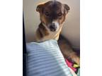 Adopt BANJO a Brindle - with White Corgi / Mixed dog in Ventura, CA (37615422)