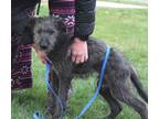 Adopt Banjo a Black - with Gray or Silver Terrier (Unknown Type