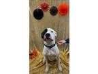 Adopt Marvin a Pit Bull Terrier dog in Johnstown, PA (37610506)